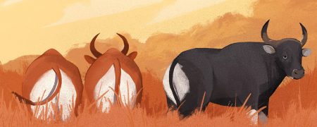 animals