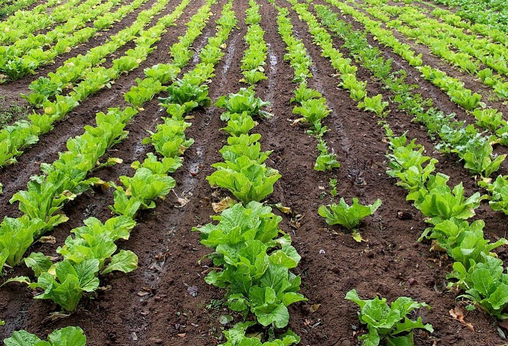 lettuce2