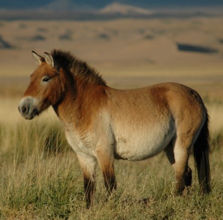 Przewalski's horse (Wkimedia Commons)